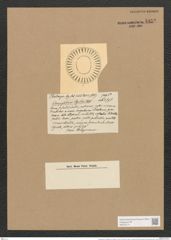 Campylodiscus horologium var. pfitzeri (A. Schm.) (de-Toni-Nr.: Genus 57, Species 2458) Zeichnungen Sammlung Grunow Nr. 4952 (NHMW-BOT-W0373171)